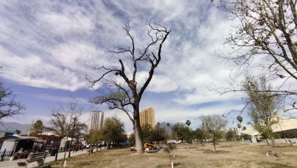 Image | Nl Urbano Reforestación-en-nuevo-león-no-se-ven-los-árboles-dónde-están-los-árboles-reforestación-en-méxico-proyecto-de-reforestación-en-nuevo-león